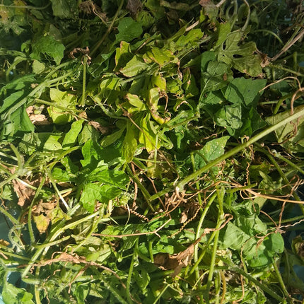 Cerasee Dried Leaves