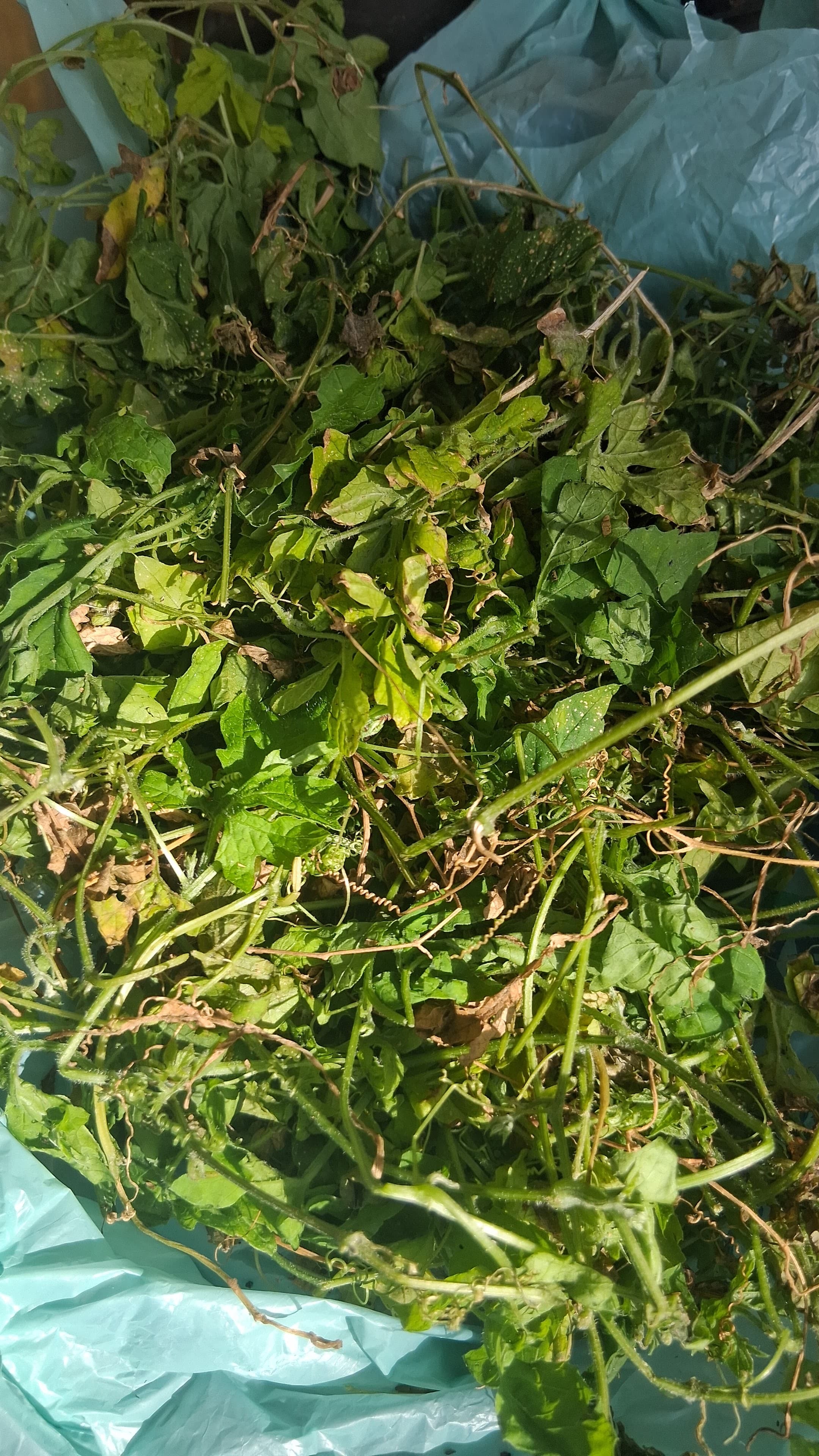 Cerasee Dried Leaves