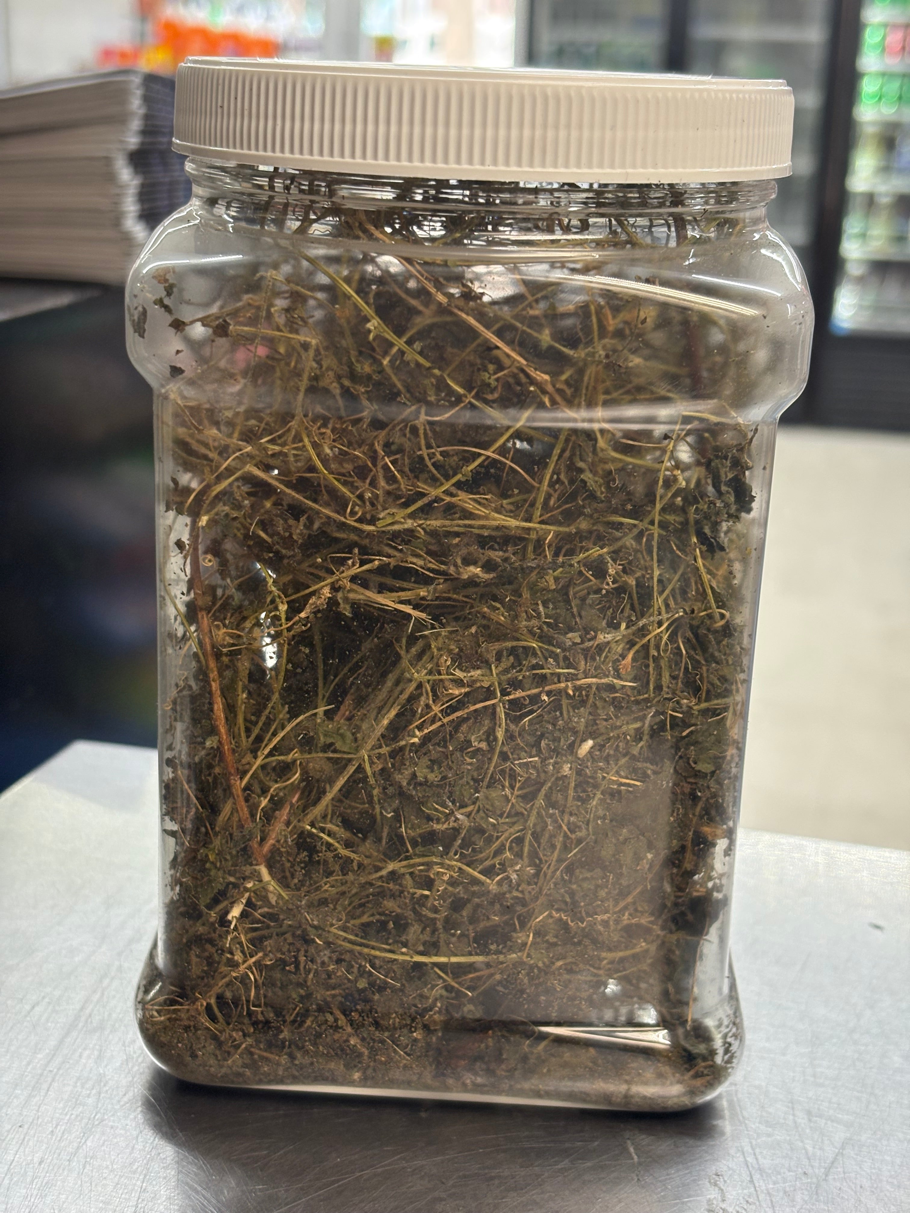 Dried Haitian Cerasee organic carefully grow