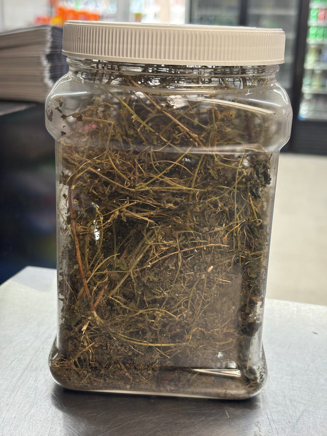 Dried Haitian Cerasee organic carefully grow