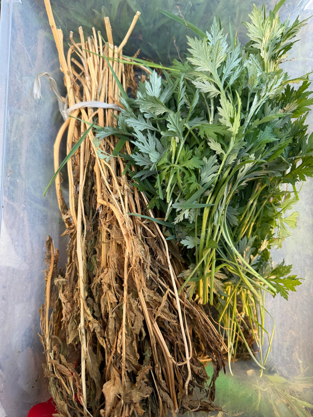 Natural Dried Simen Kontra Leaves