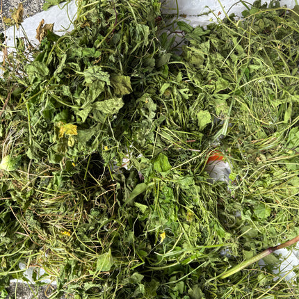 Asosi Herb/Cerasee dry Leaves