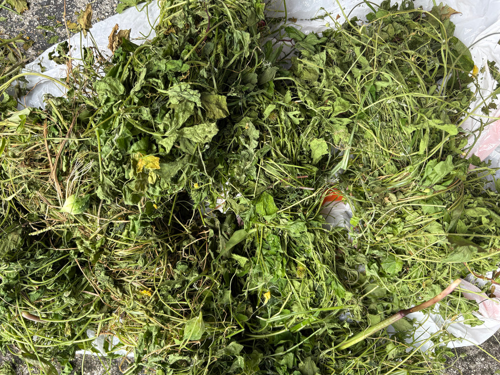 Asosi Herb/Cerasee dry Leaves