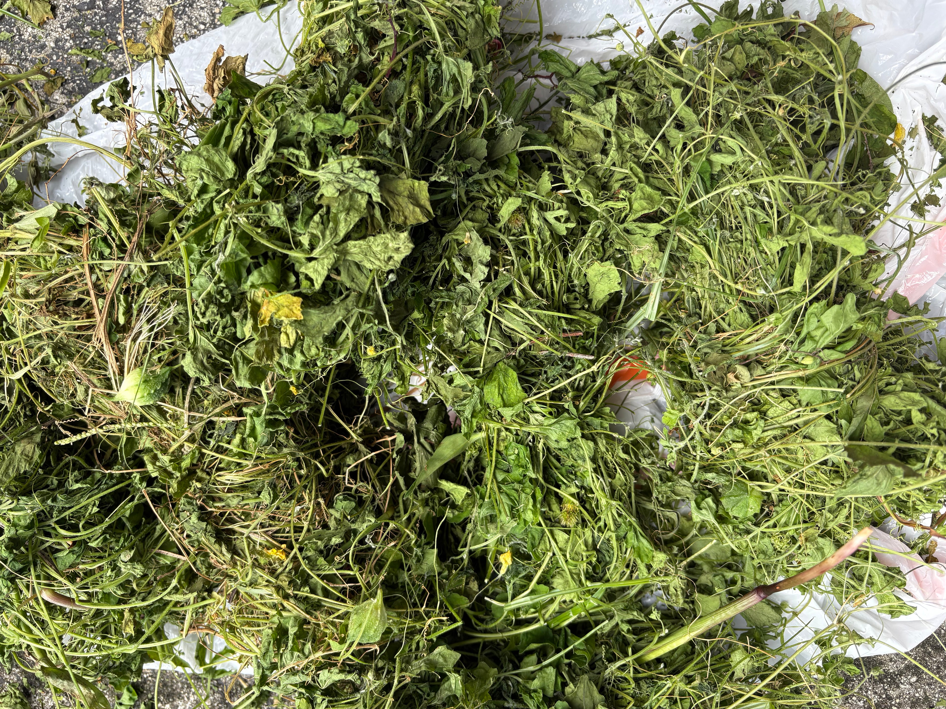 Asosi,Moringa Soap 6 Bard of Soap Organic