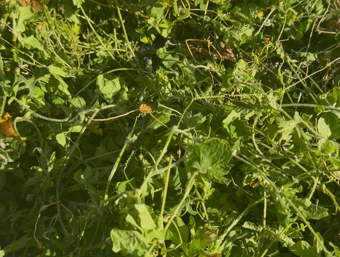 <p>Asosi (Cerasee), also known as bitter melon vine/leaf (<em>Momordica charantia</em>), is traditionally brewed as an herbal tea, especially in Caribbean cultures.</p><p>Commonly discussed potential benefits include:</p><ul><li>🌿 Contains plant compounds with <strong>antioxidant activity</strong></li><li>🩸 May help support <strong>healthy blood-sugar regulation</strong>, although evidence varies</li><li>🍵 Traditionally used to support <strong>digestion</strong></li><li>🌱 Traditionally used as a bitter herbal tonic</li><li>🛡️ Contains several naturally occurring bioactive compounds</li></ul>