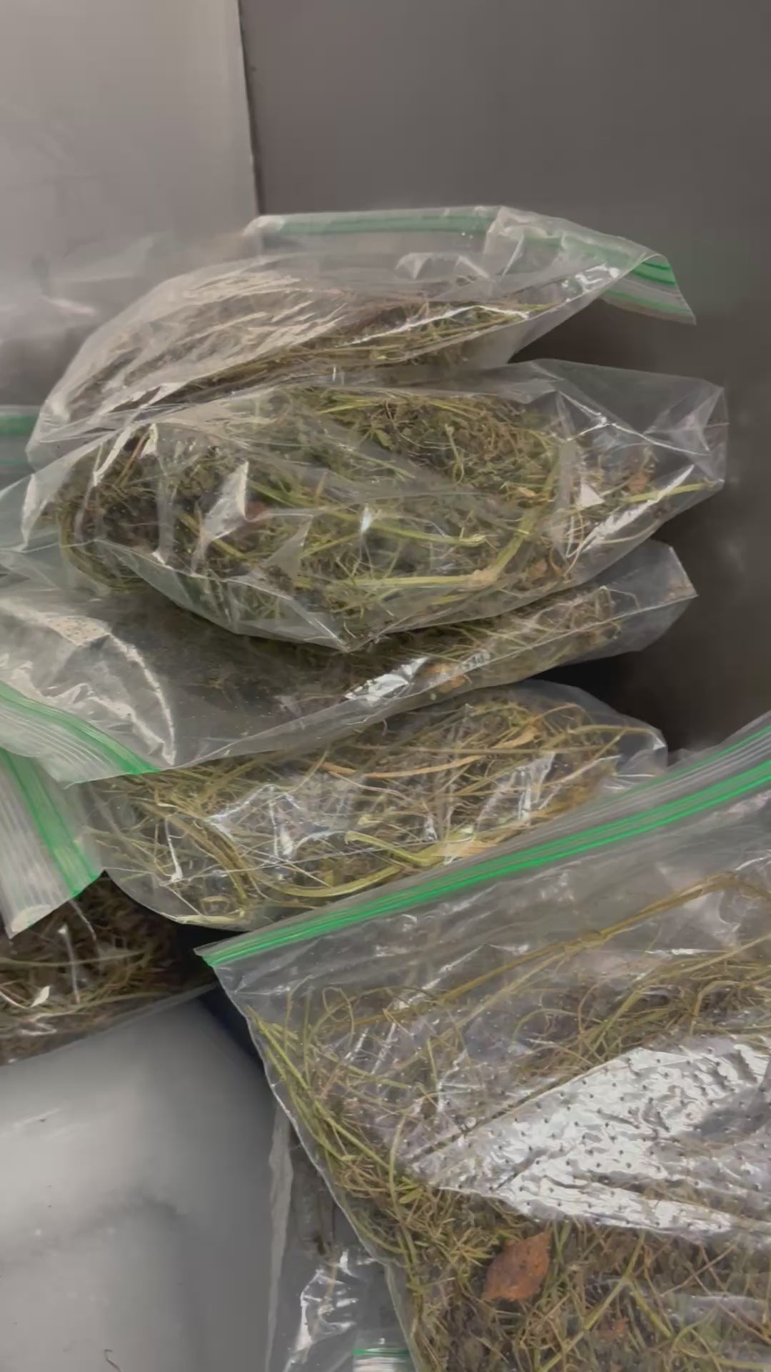 Asosi Herb/Cerasee dry Leaves