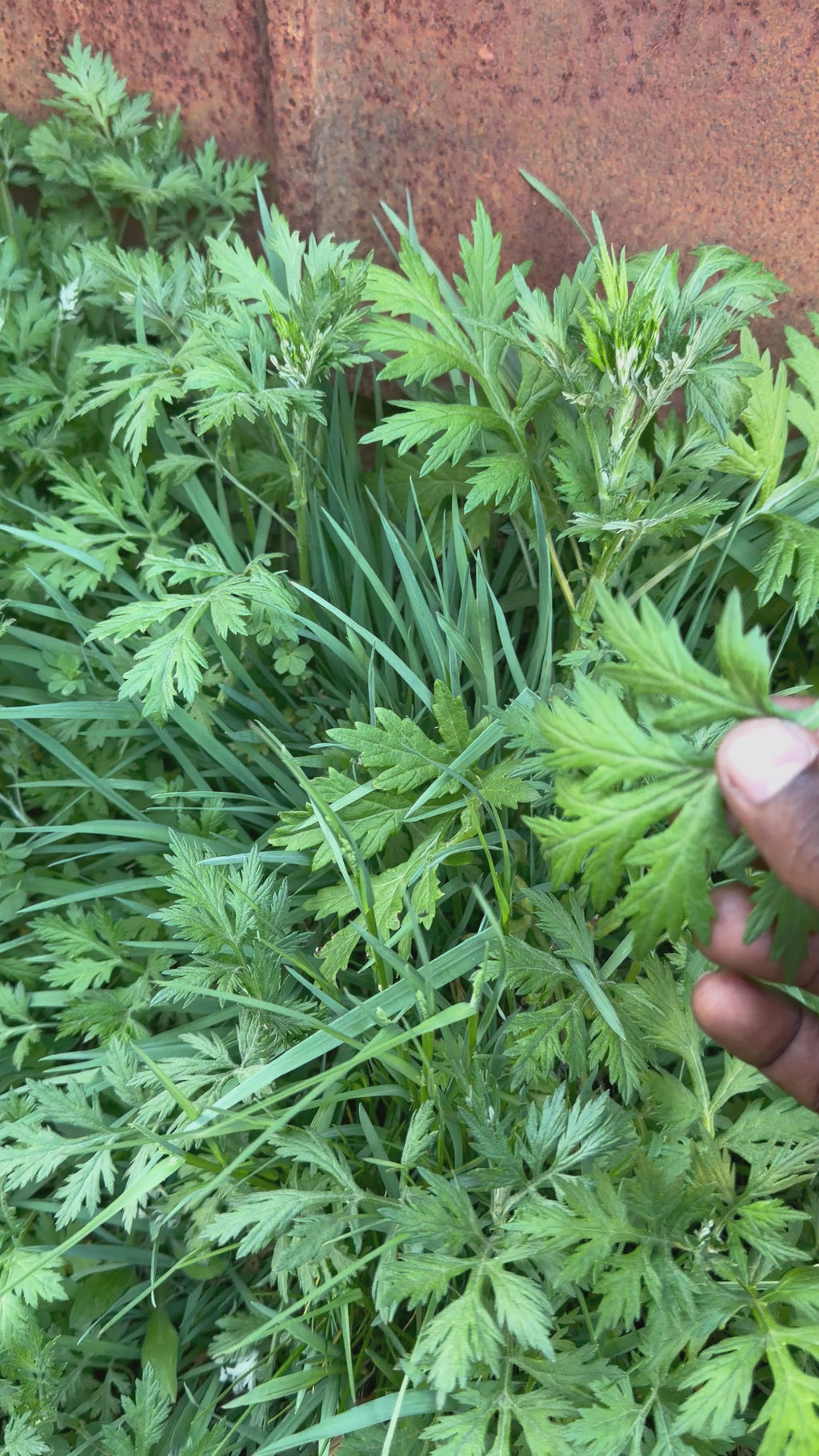 Natural Dried Simen Kontra Leaves